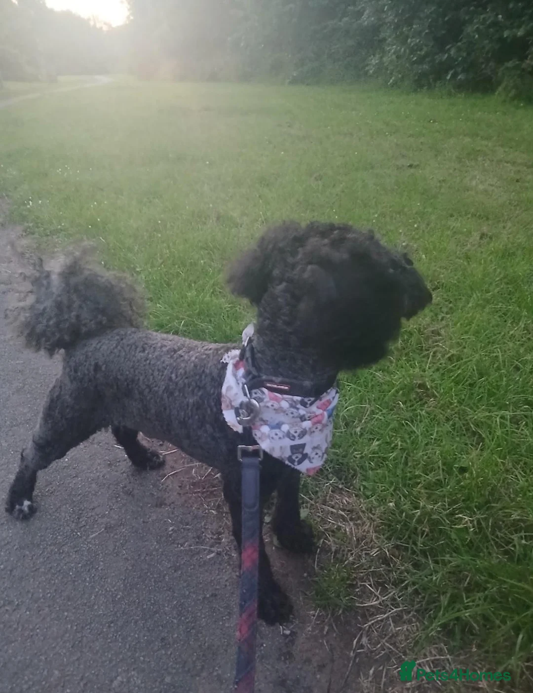Miniature Poodle dogs for sale: Miniature poodle  - Advert 1