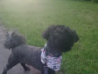 Miniature Poodle dogs Miniature poodle - Advert 12