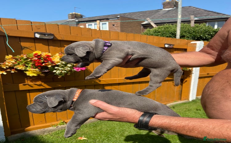 Staffordshire Bull Terrier dogs - Advert 1
