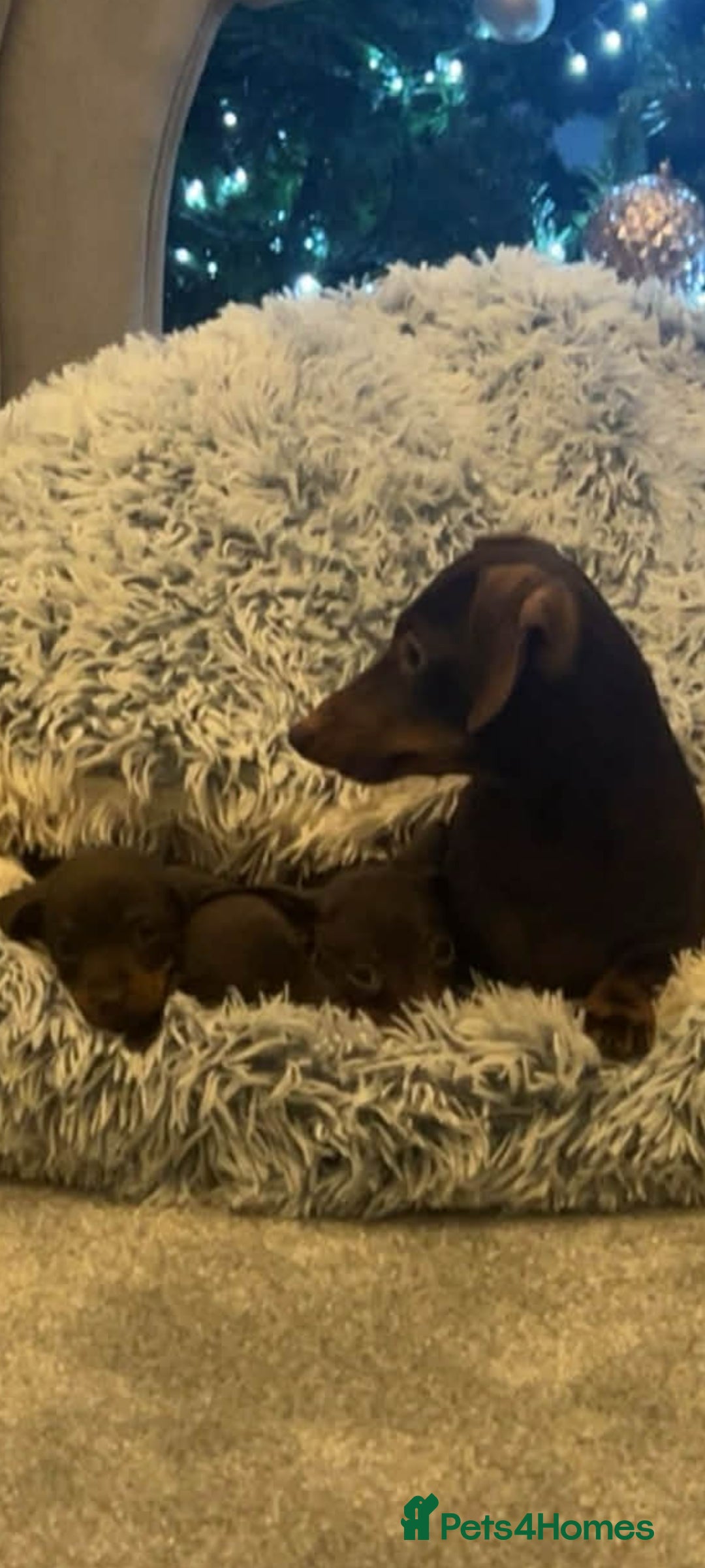 Miniature Dachshund dogs for sale: Miniature dachshund - Advert 5