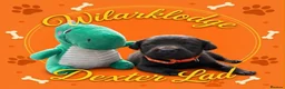 Labrador Retriever dogs for sale: KC Reg Puppies, FTCH Bred with versatility in mind - Advert 5