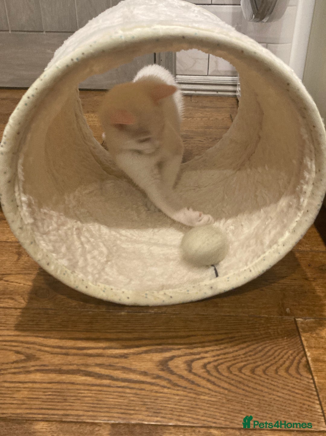 Turkish Van cats for sale: Gorgeous Turkish Van Kittens - Advert 26