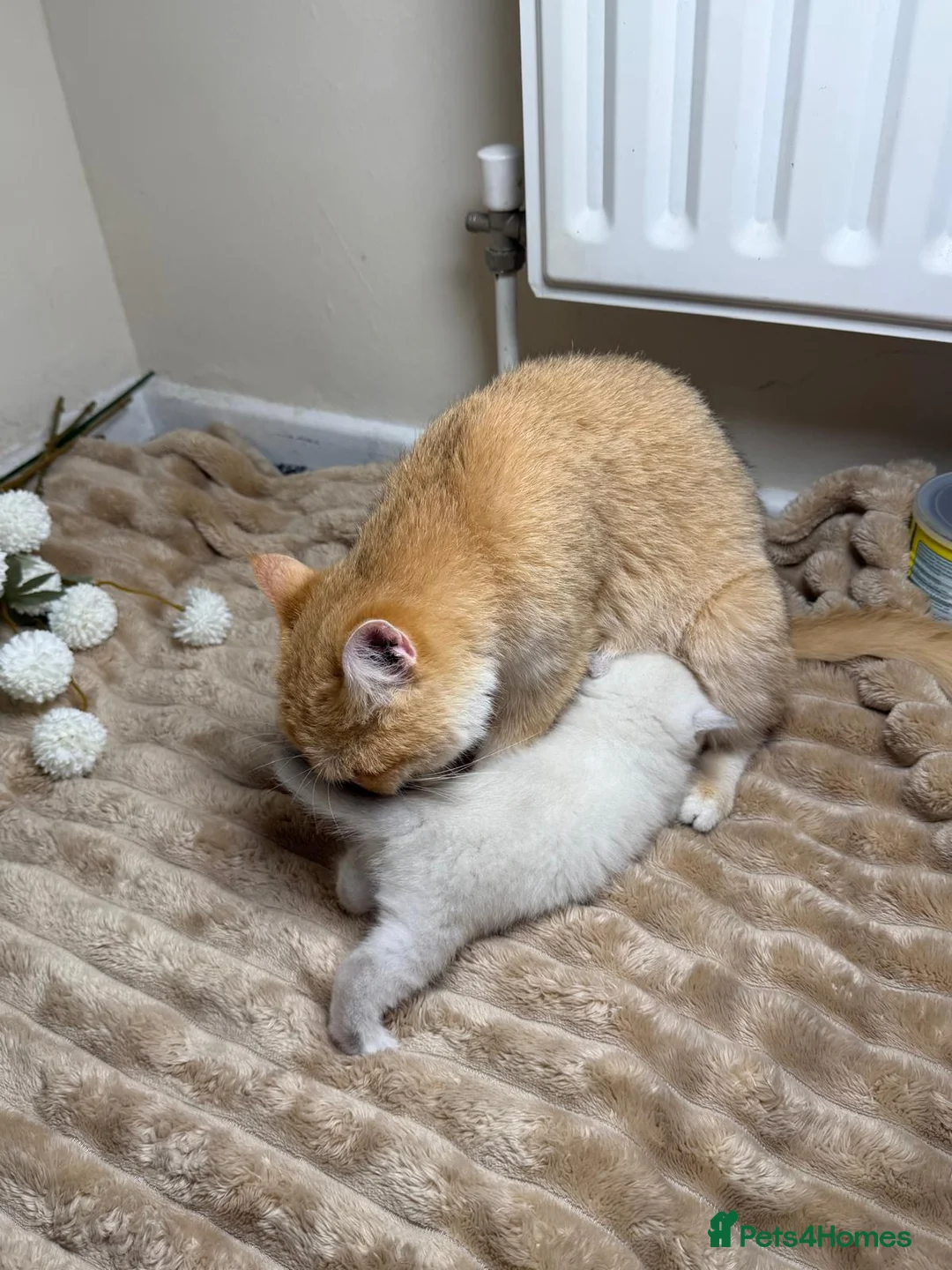 British Shorthair cats for sale: British cats - Advert 5