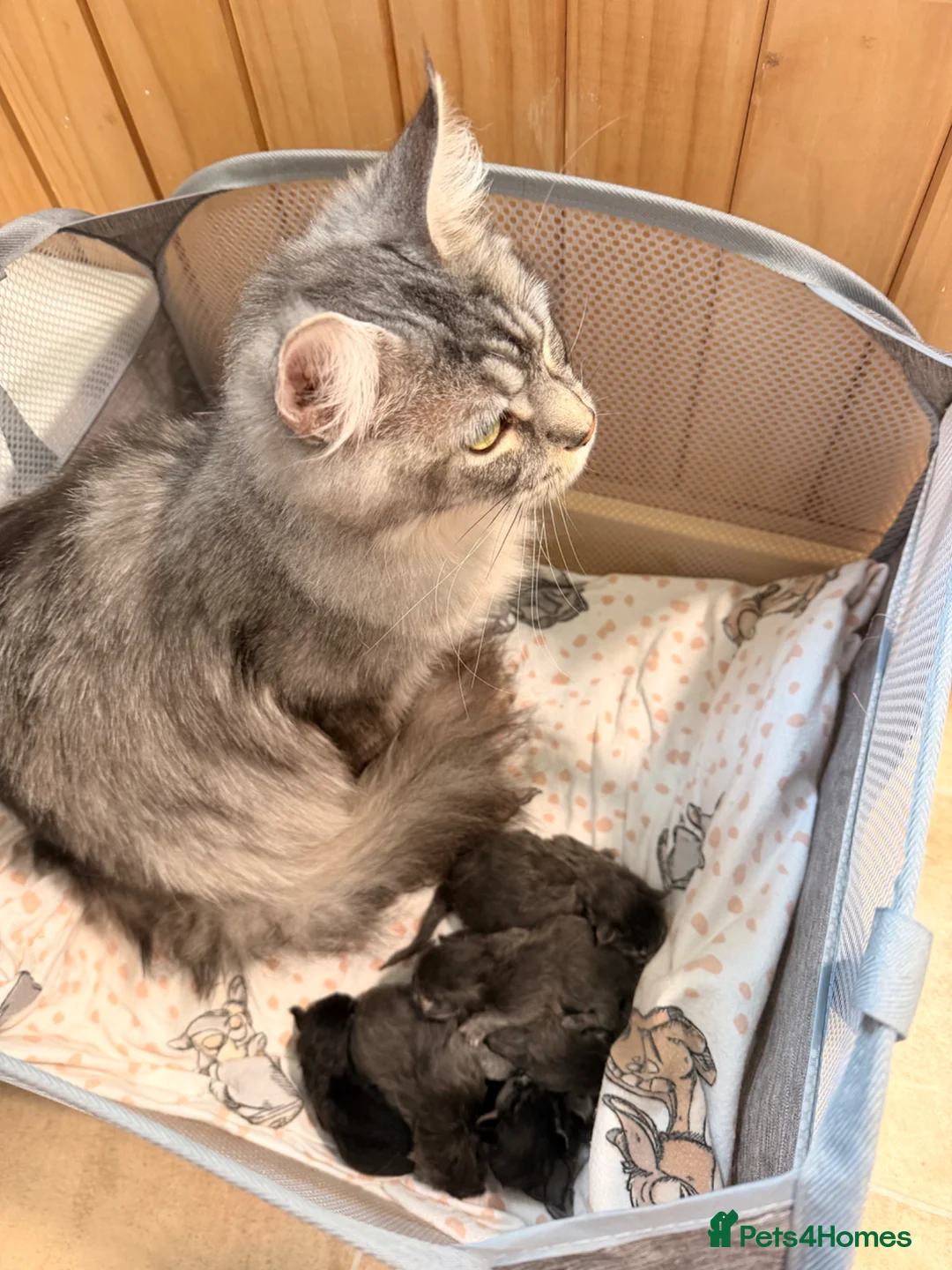 Maine Coon cats for sale: Maine Coon Kittens in Stockport - Advert 5