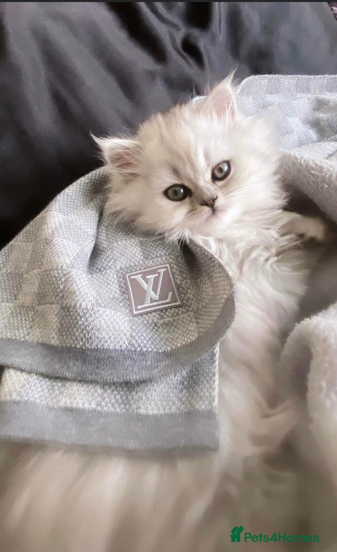 Persian cats for sale: Silver tipped white Persian female 3 years old - Advert 7