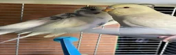 Budgerigars birds for sale: Baby budgies for sale  - Advert 10