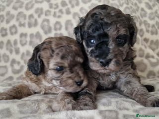 Mixed Breed dogs Health tested 3/4 Merle Toy Poodles - Advert 10