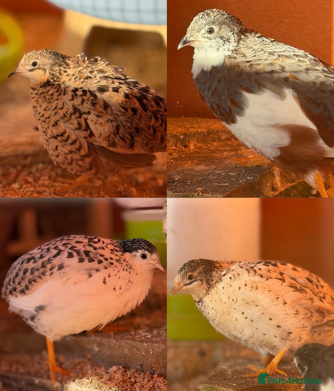 Quail poultry for sale: Quartet Chinese Painted Quail - Advert 1