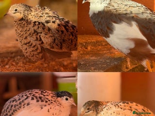 Quail poultry Quartet Chinese Painted Quail - Advert 1