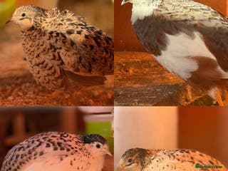 Quail poultry Quartet Chinese Painted Quail - Advert 7