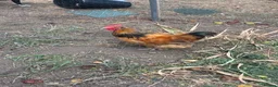 Chickens poultry for sale: Bantam cross blue Maron cockerel  - Advert 5