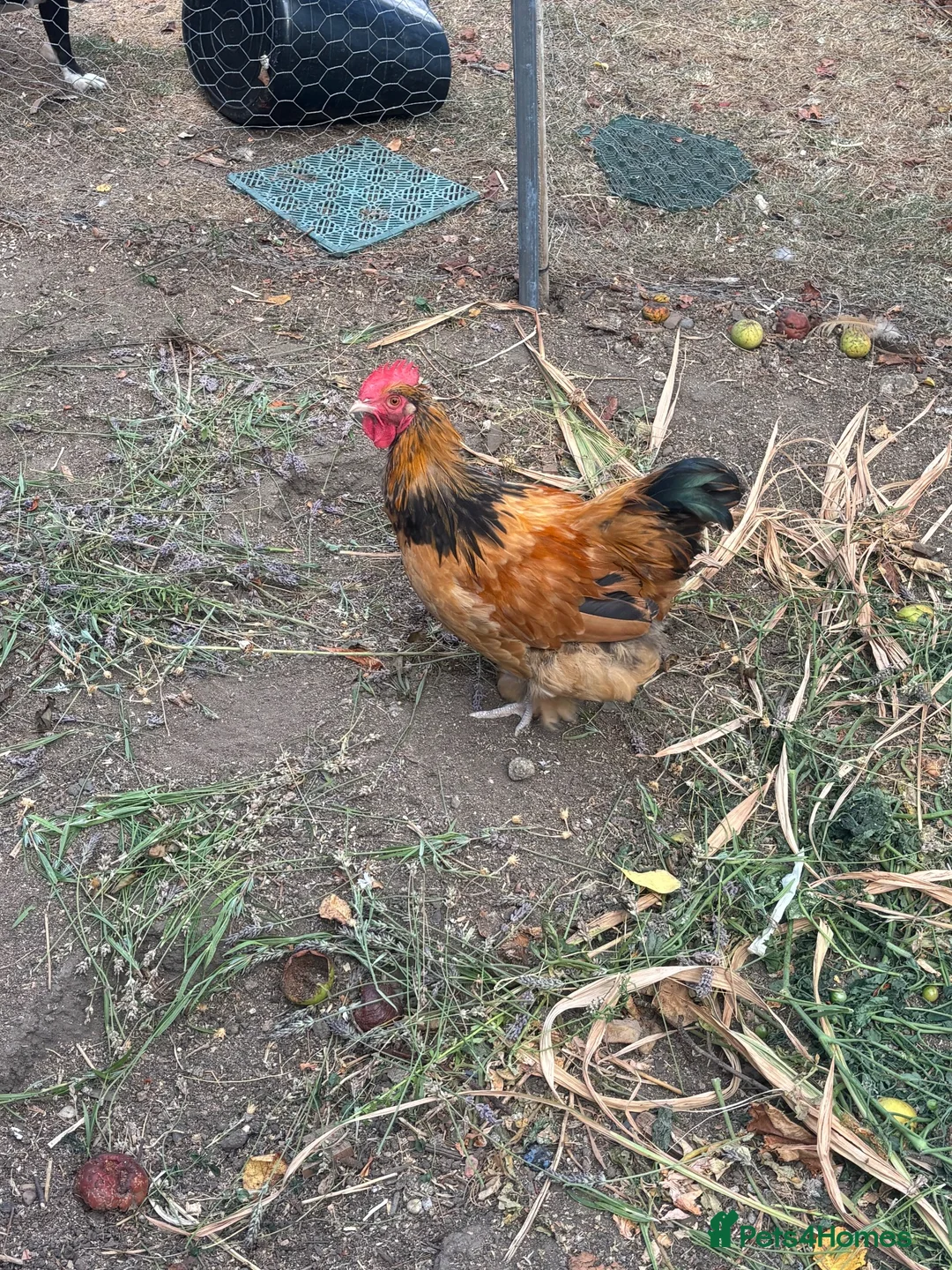 Chickens poultry for sale: Bantam cross blue Maron cockerel  - Advert 5