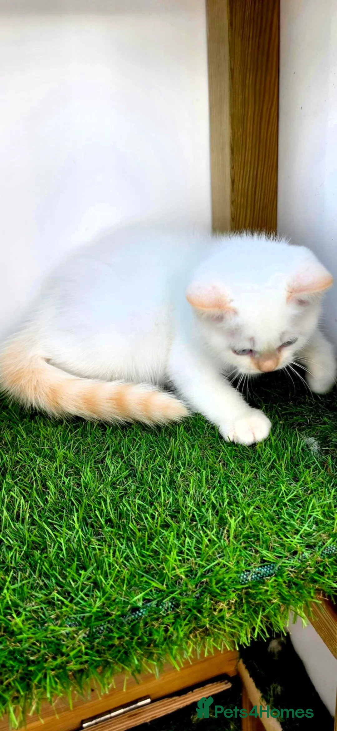 British Shorthair cats for sale: British shorthair cream pointed  - Advert 3