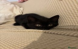 Mixed Breed cats for sale: Ragdoll/domestic shorthair  - Image 26