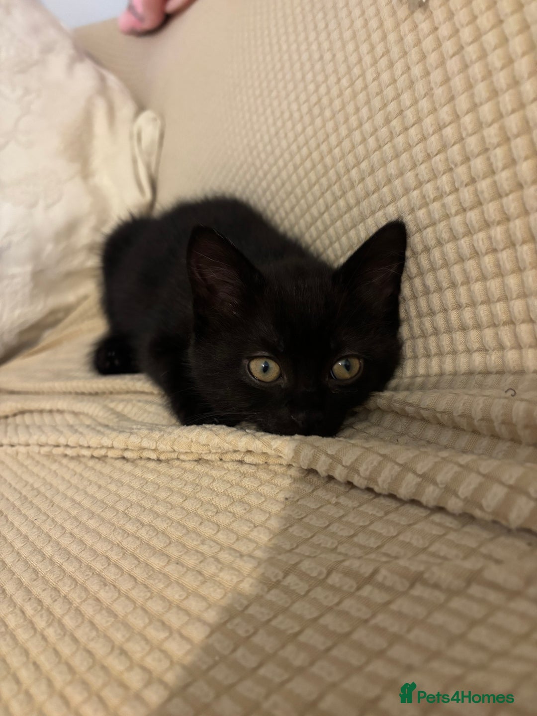 Mixed Breed cats for sale: Ragdoll/domestic shorthair  - Image 26