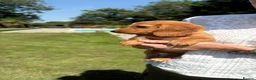 Miniature Dachshund dogs for sale: Beautiful long haired kc reg miniature dachshund  - Advert 6