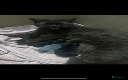 British Shorthair cats for sale: British shorthair babies - Advert 3