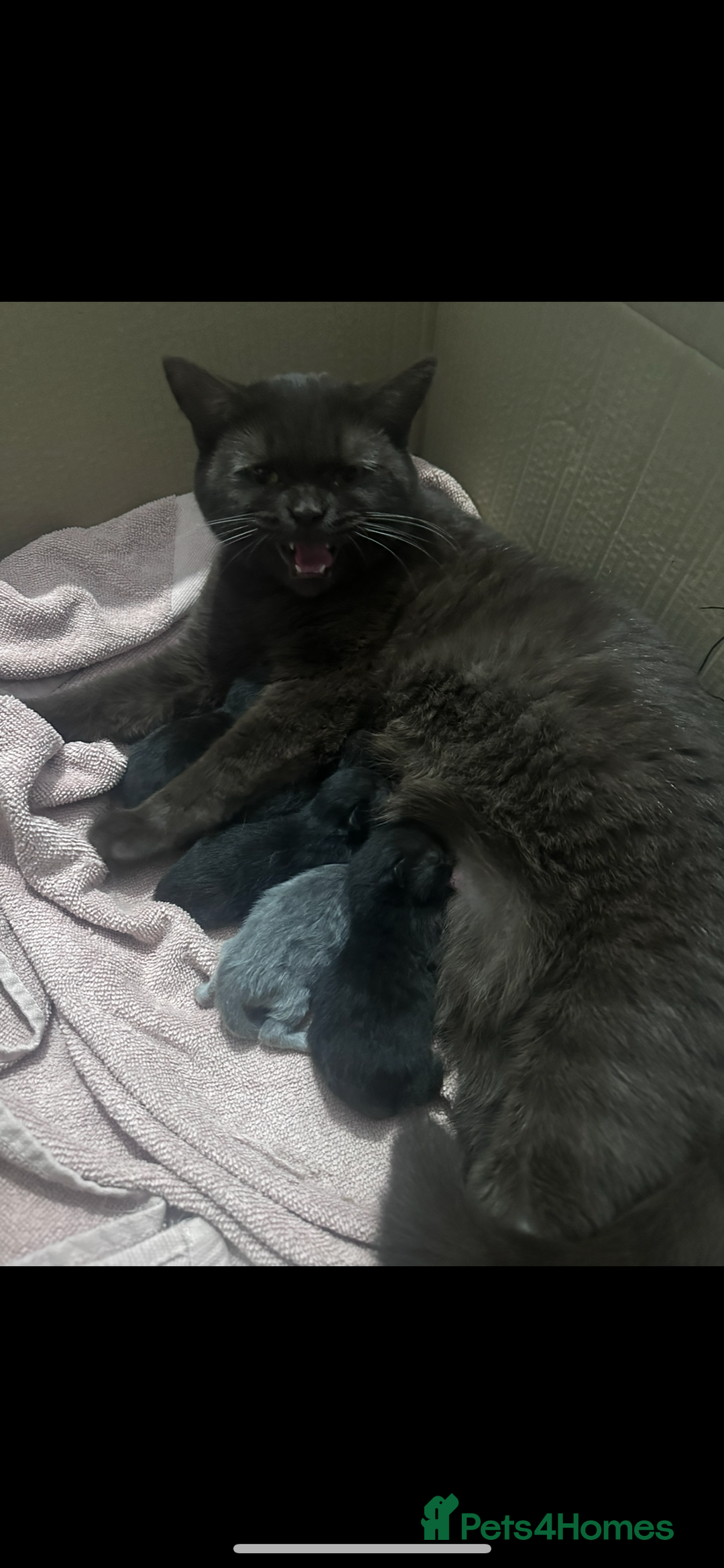 British Shorthair cats for sale: British shorthair babies - Advert 3