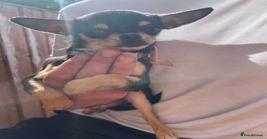 Chihuahua dogs - Advert 9