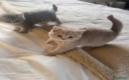 British Shorthair cats for sale: Bsh Cute Teddy Bears  - Advert 6