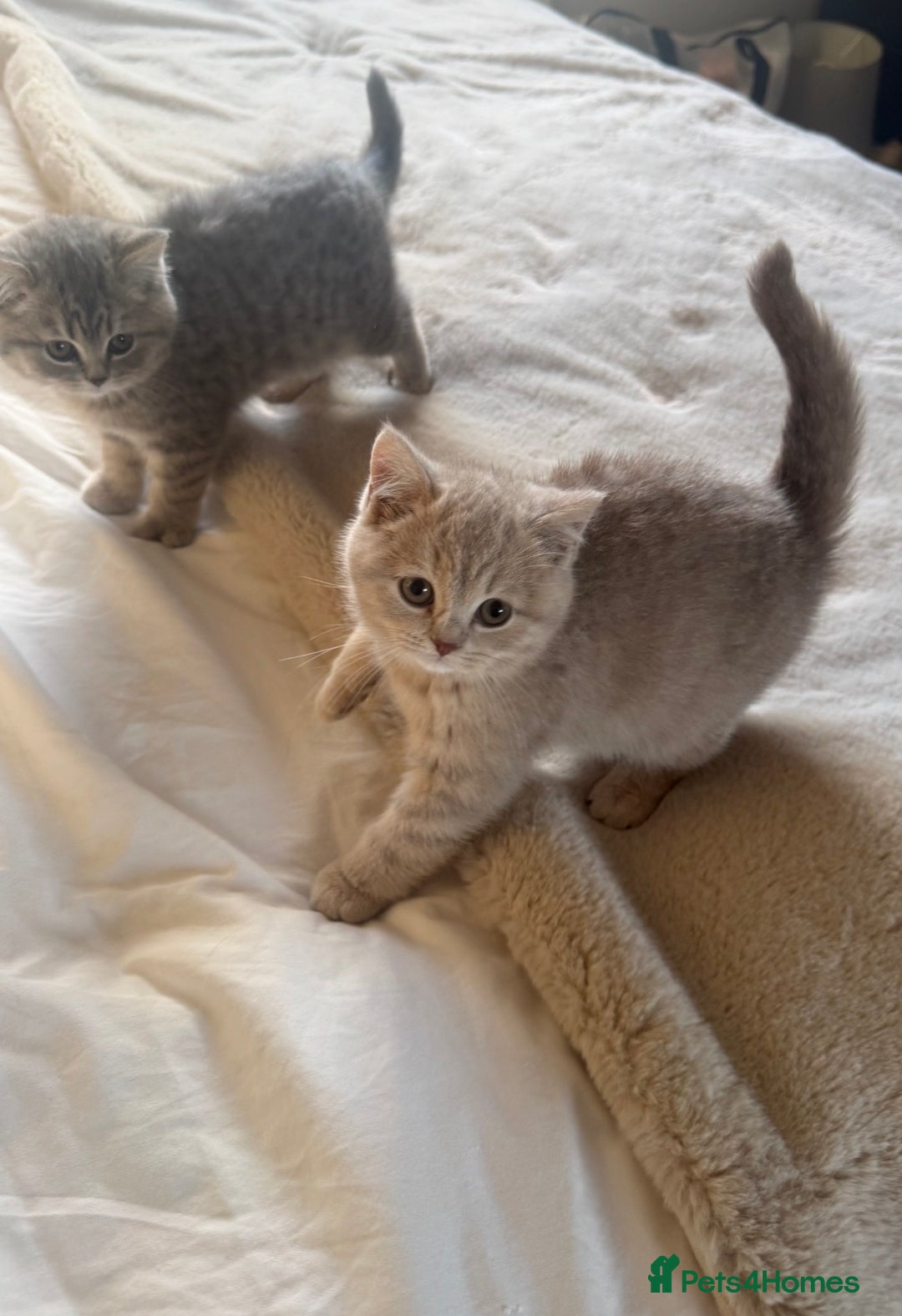 British Shorthair cats for sale: Bsh Cute Teddy Bears  - Advert 6