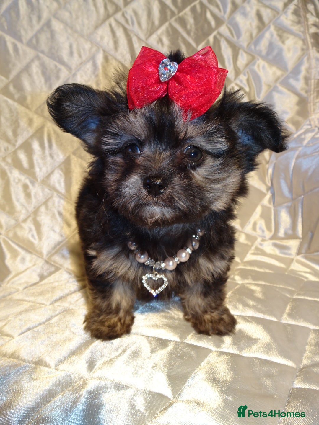 Maltese dogs for sale: XXXXS Tiny Maltese X Chihuahua F1 Malchi Boy Puppy - Image 5