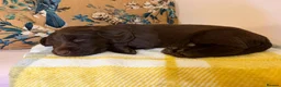 Mixed Breed dogs for sale: Doxie puppies  - Advert 14