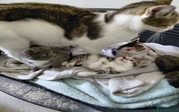 Mixed Breed cats for sale: Beautiful kittens - Image 4