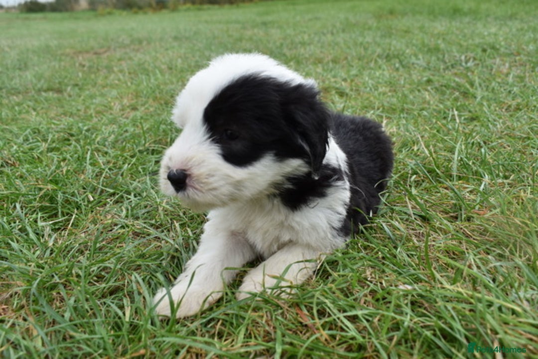 Old English Sheepdog dogs for sale: Stunning Old English Sheepdog Puppies KC Reg - Image 16