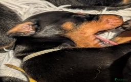 Dobermann dogs for sale: Doberman puppies  - Image 11