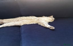 Ragdoll cats for sale: Gorgeous male ragdoll for sale  - Image 5