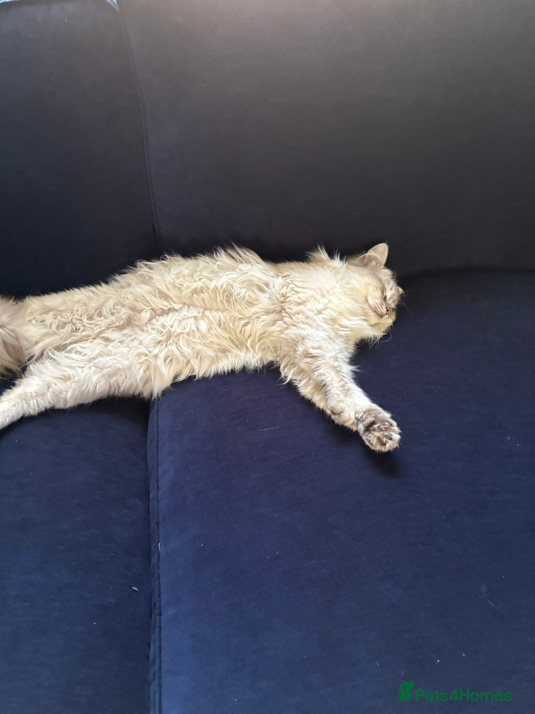 Ragdoll cats for sale: Gorgeous male ragdoll for sale  - Image 5