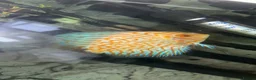 Discus fish for sale: 3x discus  in Barry - Advert 2