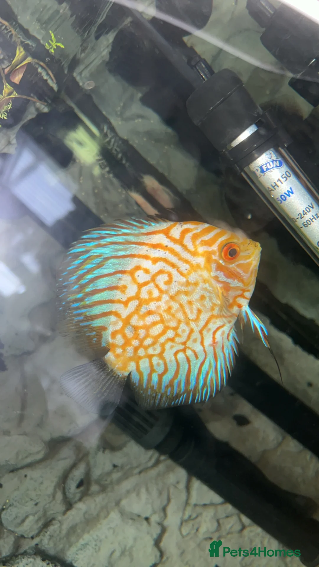 Discus fish for sale: 3x discus  in Barry - Advert 2