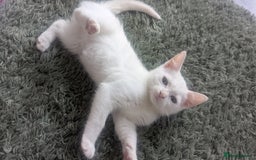 Turkish Van cats for sale:  Kittens reduced £40  READY TO LEAVE💕💕 - Image 2