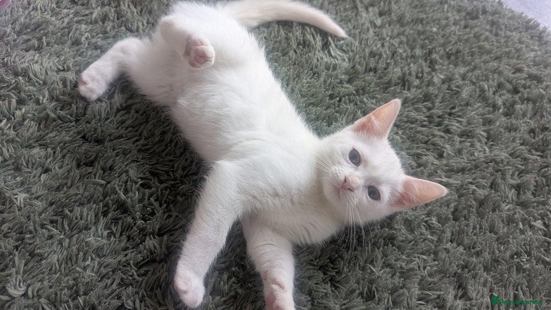 Turkish Van cats for sale:  Kittens reduced £40  READY TO LEAVE💕💕 - Image 2