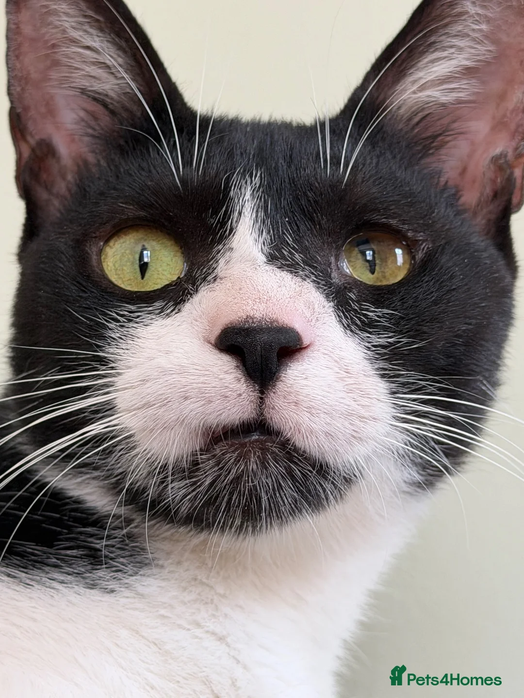 Mixed Breed cats for adoption: Loves People-  Indoor Rescue Girl Lia  - Advert 2