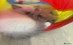 Ragdoll cats for sale: Stunning mink Ragdoll baby! 🩶🐱🩶 - Image 20