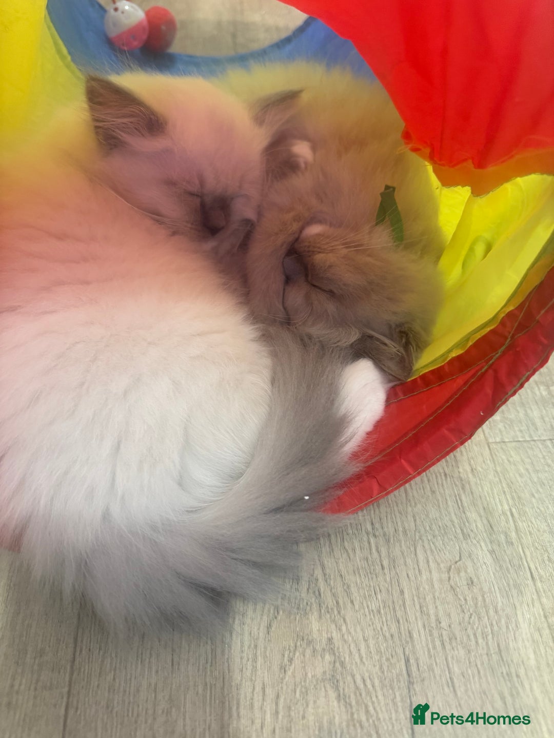 Ragdoll cats for sale: Stunning mink Ragdoll baby! 🩶🐱🩶 - Image 20