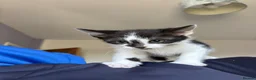 Mixed Breed cats for sale: 5 kittens ready for a loving home in Stoke-on-Trent - Advert 4