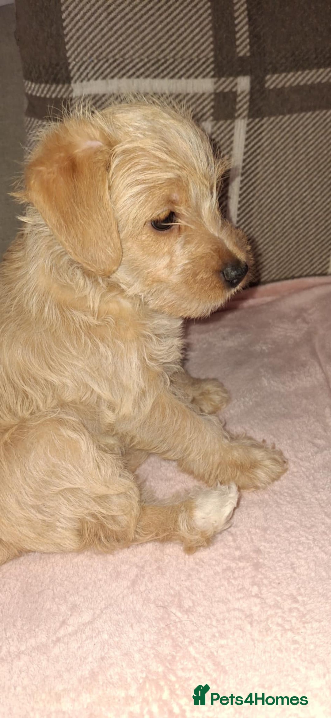 Mixed Breed dogs for sale: Poodle Cross Puppies (x2 female left) - Advert 9