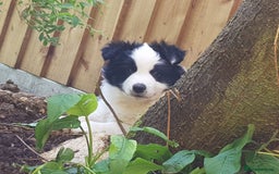 Border Collie dogs for stud: Borderlair Tip for the Top (Tip) - Advert 10