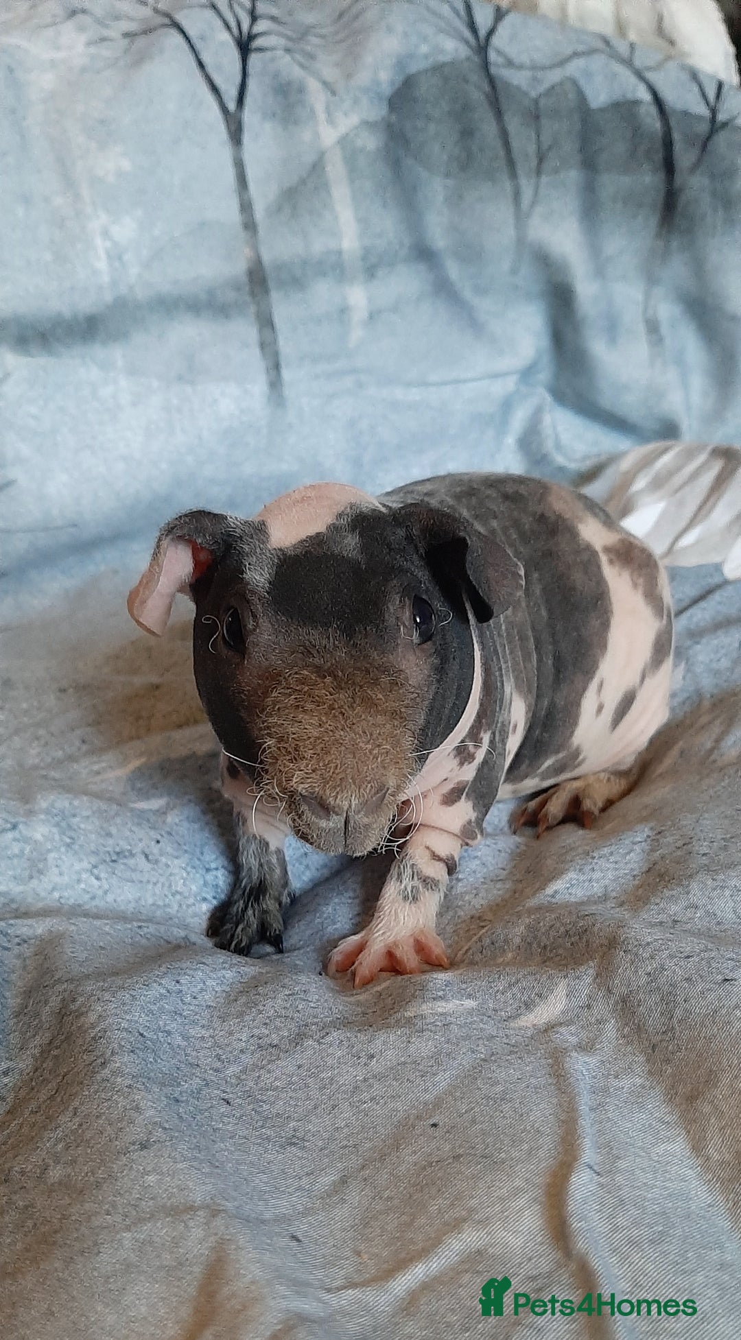 Guinea Pig rodents for sale: Skinny pig dalmation  - Advert 1