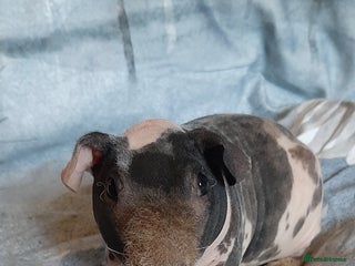 Guinea Pig rodents Skinny pig dalmation - Advert 1