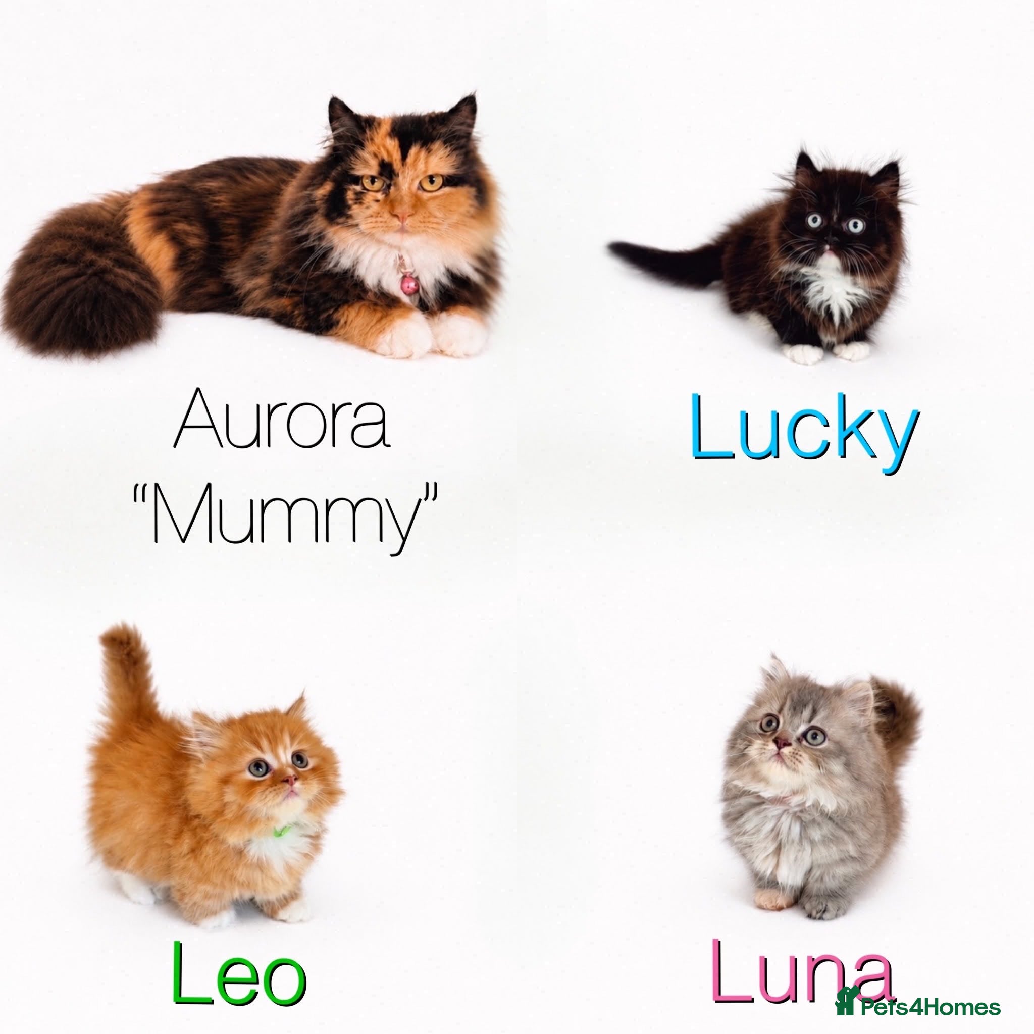 Persian cats Rare DWARF LEG PERSIANS - Persian Munchkin Minuets - Advert 1