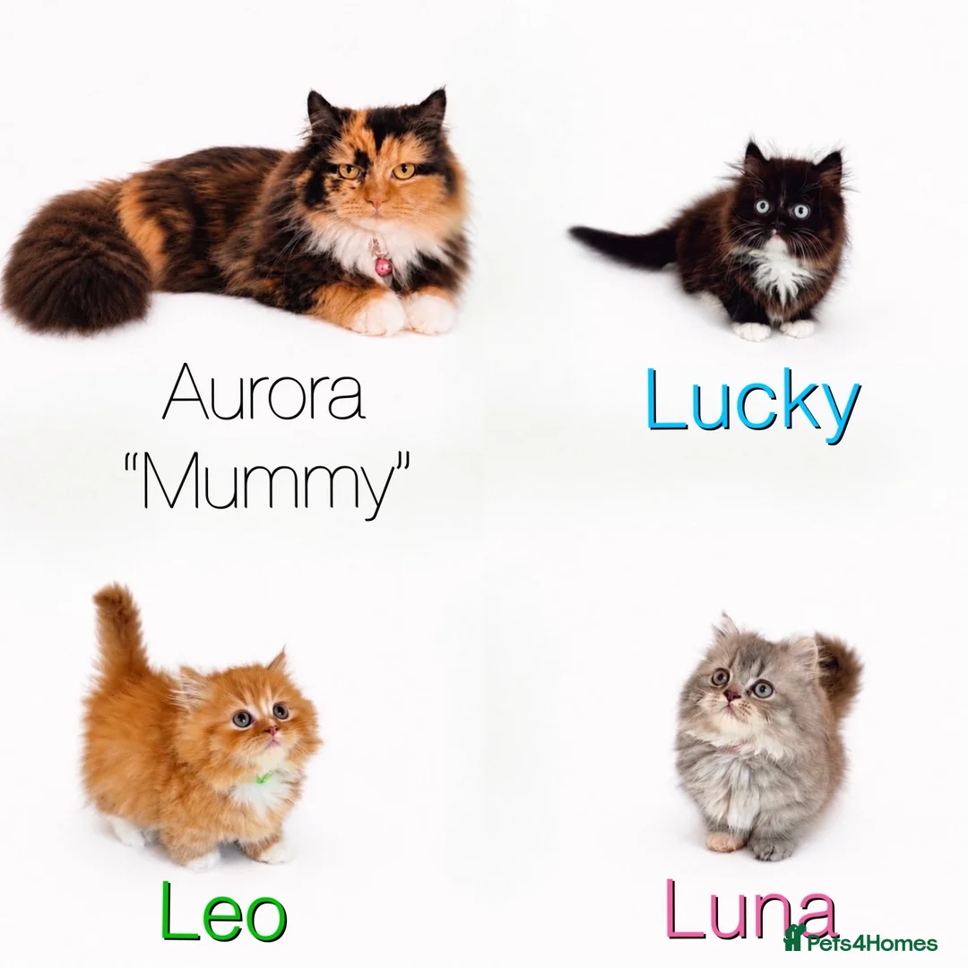 Persian cats for sale: Rare DWARF LEG PERSIANS - Persian Munchkin Minuets - Advert 1