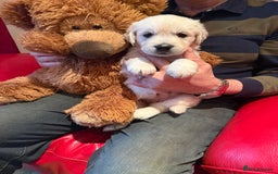 Golden Retriever dogs for sale: Cream golden retriever puppies  - Advert 4