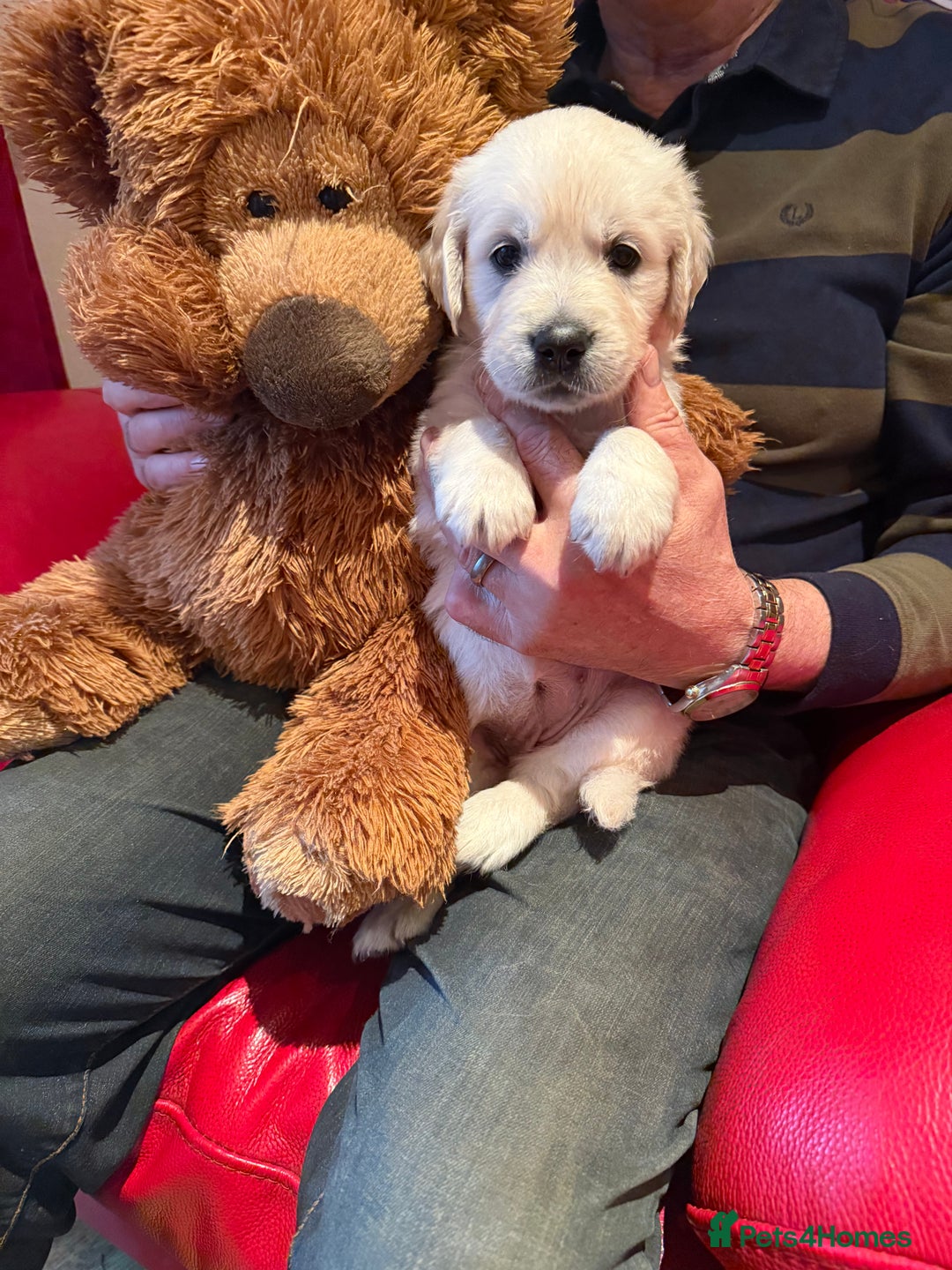 Golden Retriever dogs for sale: Cream golden retriever puppies  - Advert 4