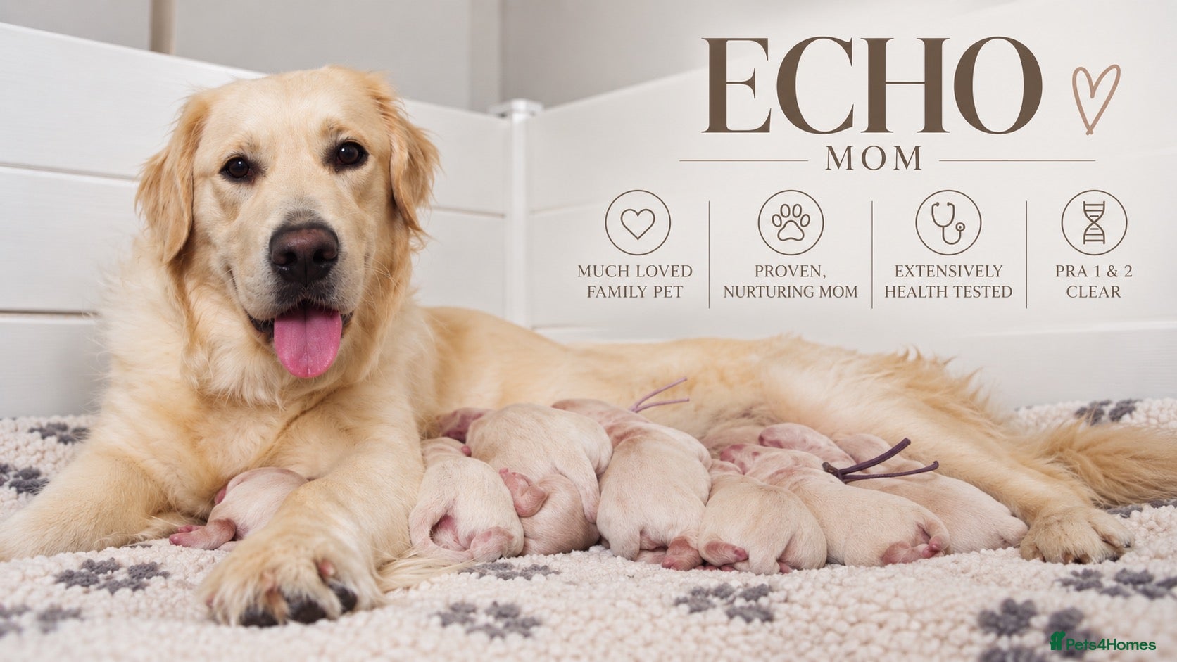 Golden Retriever dogs Champion line puppies 🏆 - Advert 2