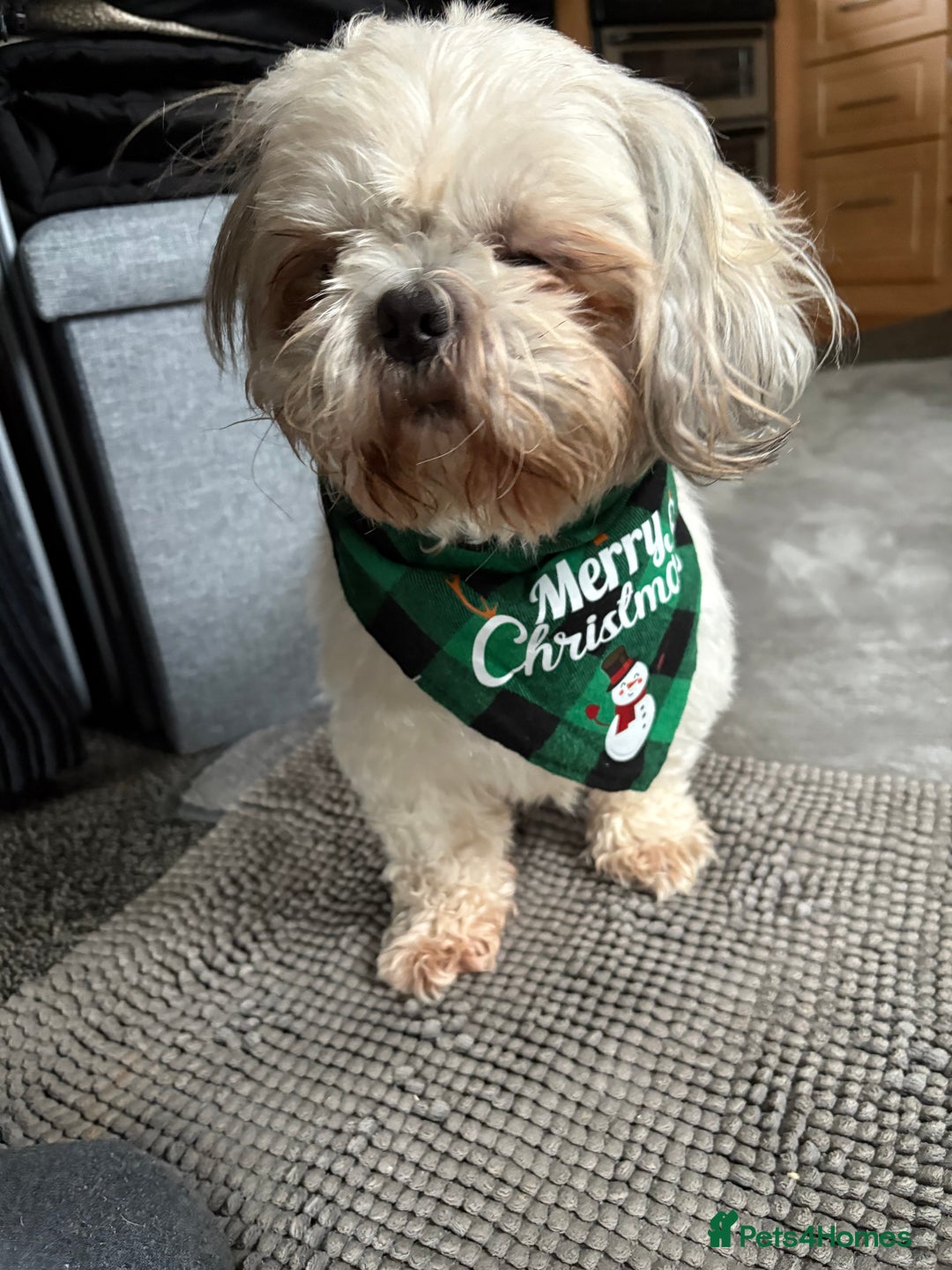 Shih Tzu dogs for sale: Adorable puppies  - Advert 5